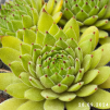 Sempervivum 'Golden Tiffany'