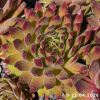 Sempervivum 'Golden Tiffany'