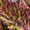 Sempervivum 'Golden Tiffany'