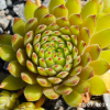 Sempervivum 'Golden Tiffany'