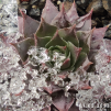 Sempervivum 'Pacific Jordan'