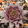Sempervivum 'Pacific Jordan'