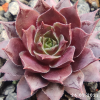Sempervivum 'Pacific Jordan'