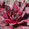 Sempervivum 'Pacific Jordan'