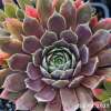 Sempervivum 'Pacific Jordan'