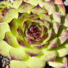 Sempervivum 'Rammstein'