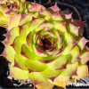 Sempervivum 'Rammstein'