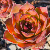 Sempervivum 'Rammstein'