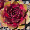 Sempervivum 'Rammstein'