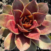 Sempervivum 'Rammstein'