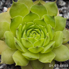 Sempervivum 'Rammstein'