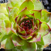 Sempervivum 'Rammstein'