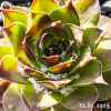 Sempervivum 'Rammstein'