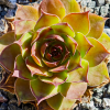 Sempervivum 'Rammstein'