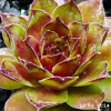 Sempervivum 'Rammstein'