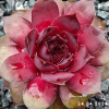 Sempervivum 'Rammstein'