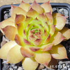 Sempervivum 'Rammstein'