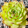Sempervivum 'Rammstein'