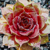 Sempervivum 'Rammstein'