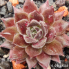 Sempervivum 'Pacific Sexy'