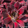 Sempervivum 'Pacific Sexy'