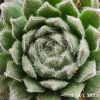 Sempervivum 'Green Ice'