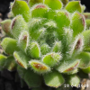 Sempervivum 'Green Ice'