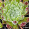 Sempervivum 'Green Ice'