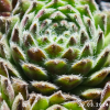 Sempervivum 'Green Ice'