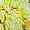 Sempervivum 'Green Ice'