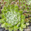 Sempervivum 'Green Ice'
