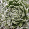 Sempervivum 'Green Ice'