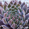 Sempervivum 'Neptune'