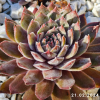 Sempervivum 'Neptune'