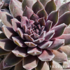 Sempervivum 'Neptune'