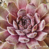 Sempervivum 'Neptune'