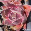 Sempervivum 'Neptune'