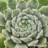 Sempervivum 'Neptune'