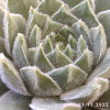 Sempervivum 'Neptune'