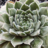 Sempervivum 'Neptune'