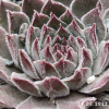 Sempervivum 'Neptune'