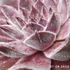 Sempervivum 'Neptune'