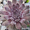 Sempervivum 'Neptune'