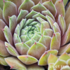Sempervivum 'Neptune'