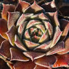 Sempervivum 'Neptune'