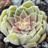 Sempervivum 'Neptune'