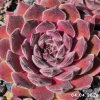 Sempervivum 'Neptune'