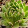 Sempervivum 'Hermann Näpfel'