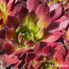 Sempervivum 'Hermann Näpfel'