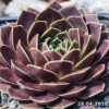 Jovibarba heuffelii 'Chiapas'